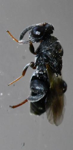 Haltichella rufipes